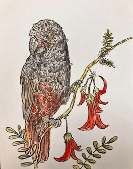 Kaka (Greeting Card)